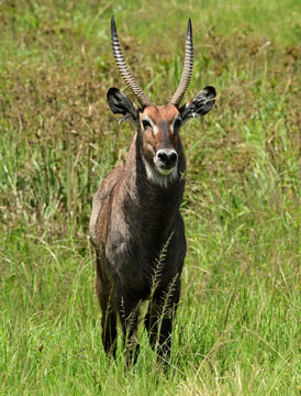waterbuck