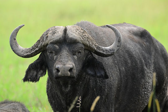 buffalo