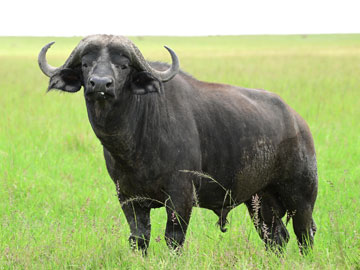 buffalo