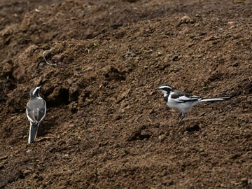 pied wagtail