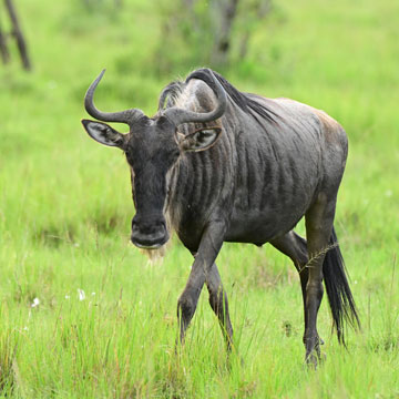 wildebeest