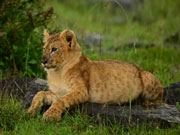 lion cub