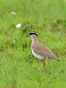 crowned plover