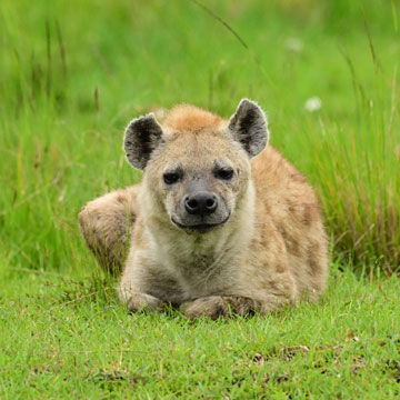 hyena