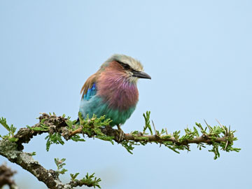 lilac breasted roller