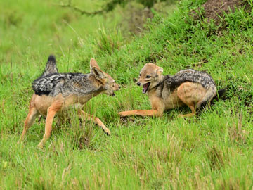 jackals