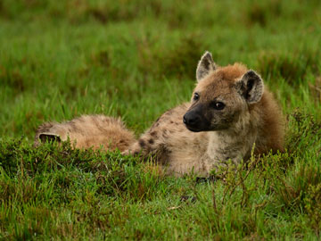 hyena