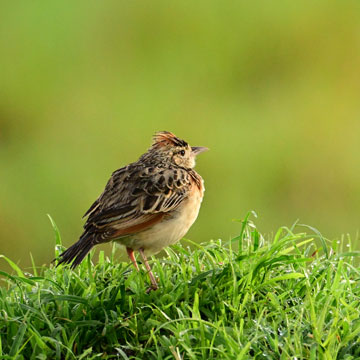 thrush