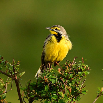 Yellow throated longclaw
