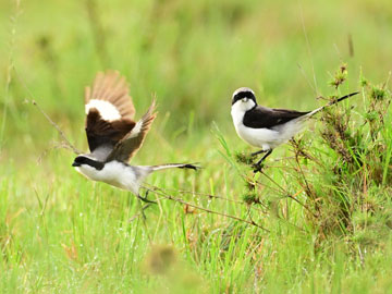 grey backed shrike