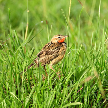 rosy throated longclaw