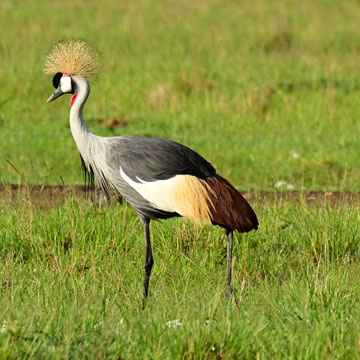 Gray crowned Crane