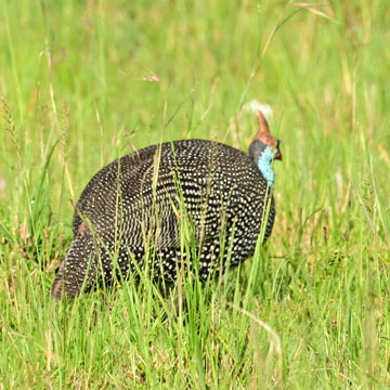 guinea fowl
