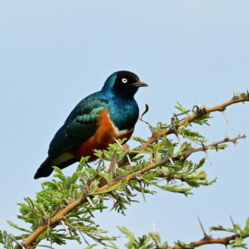 superb starling