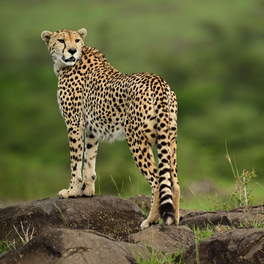 cheetah