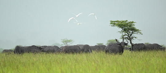 cattle egret