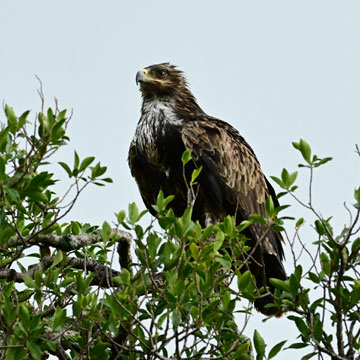 tawny eagle