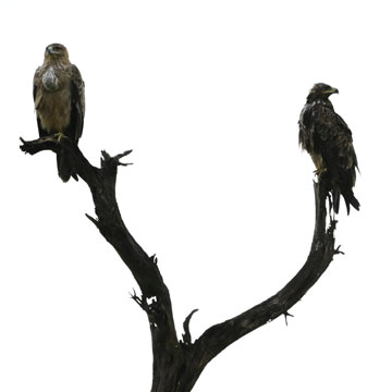 tawny eagles