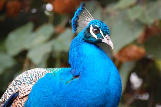 peacock