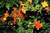 orangebush
