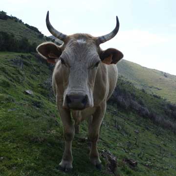 cow