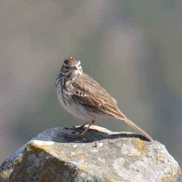 pipit