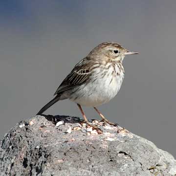 pipit