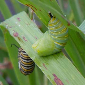 pupa