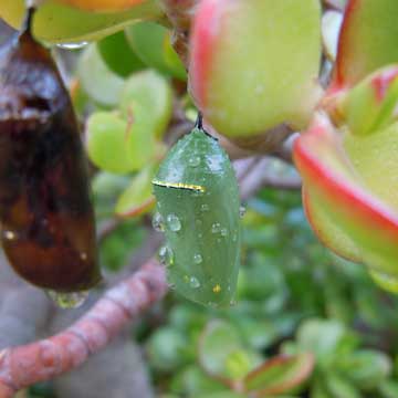 pupa
