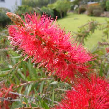 bottlebrush