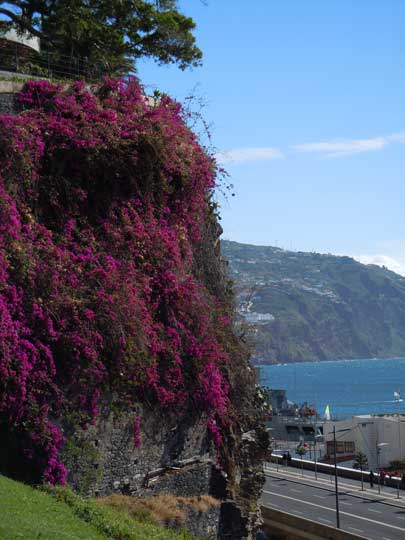 bouganvillea
