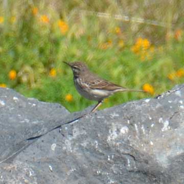 pipit