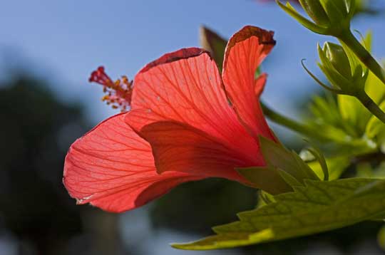 hibiscus