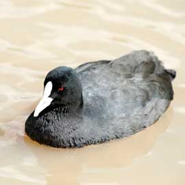 coot