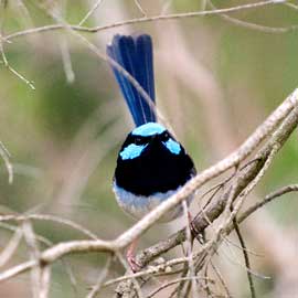 fairy wren