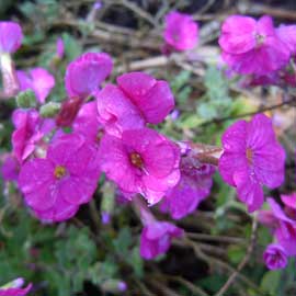 aubretia