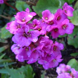 bergenia