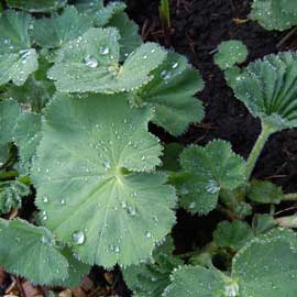 ladysmantle