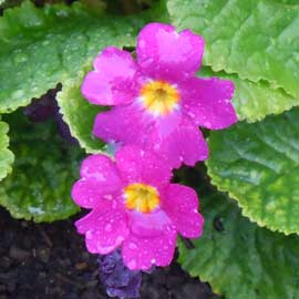 primula