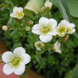 saxifrage