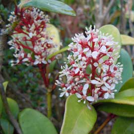 skimmia