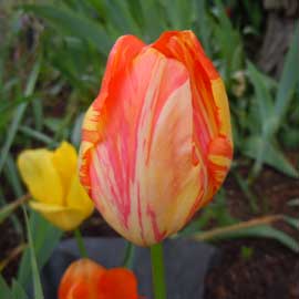 tulip