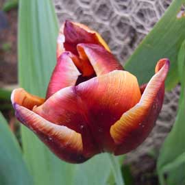 tulip
