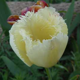 tulip