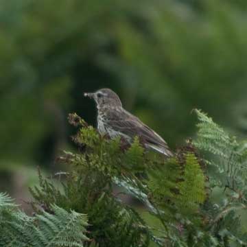 meadow pipit
