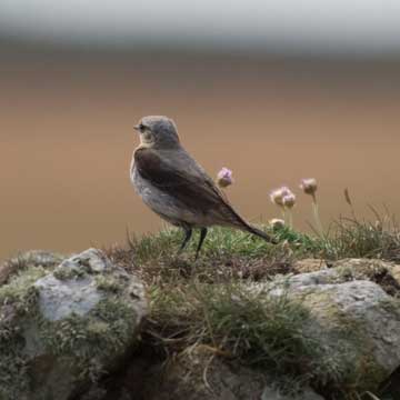 wheatear