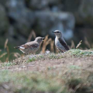 wheatear