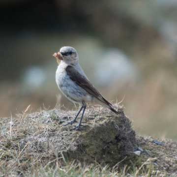 wheatear