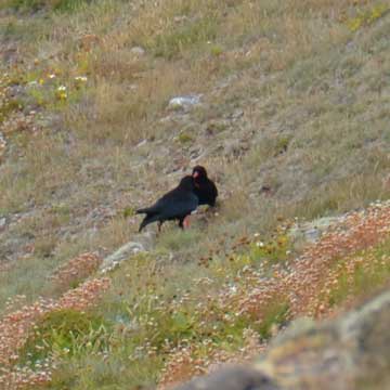 chough
