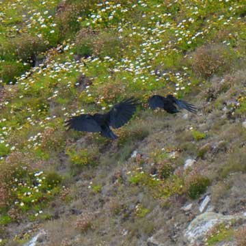 chough